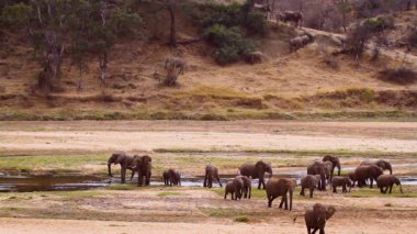 Güney Afrika 'daki Kruger Ulusal Parkı' nda nehir kenarına su içmeye gelen Afrika fili sürüsü, Fil giller familyasından Specie Loxodonta africana.