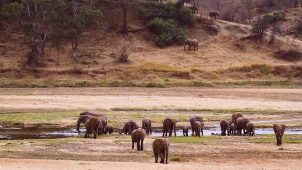 Stádo Afrických Slonů Keřů Přijíždějící Pít Břehu Řeky Kruger National — Stock video