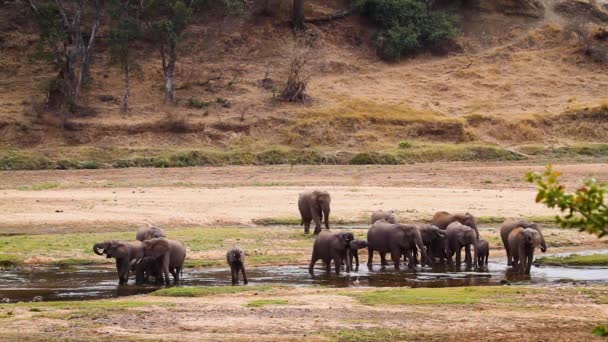 Manada Elefantes Mato Africano Que Vêm Beber Beira Rio Parque — Vídeo de Stock