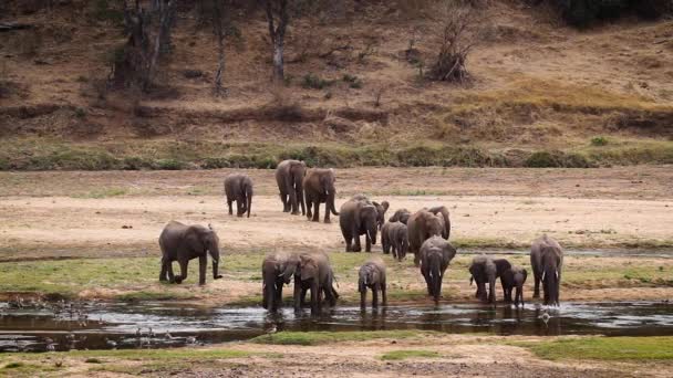 Stádo Afrických Slonů Keřů Přijíždějící Pít Břehu Řeky Kruger National — Stock video