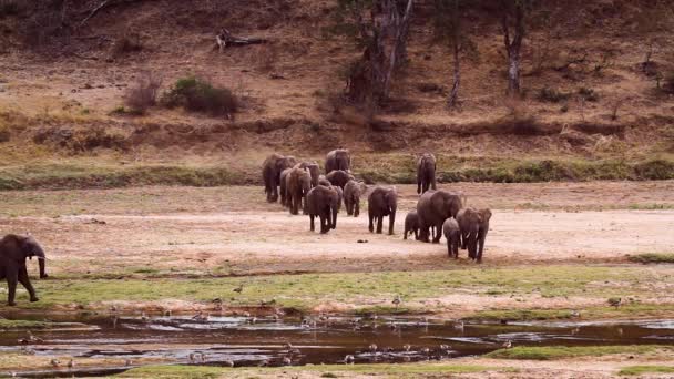 Herd African Bush Elephants Coming Drink Riverside Kruger National Park — Wideo stockowe