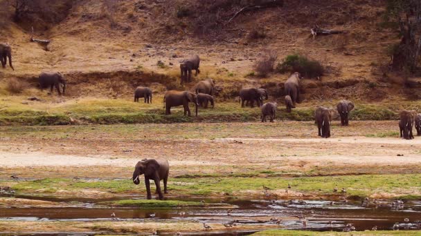 Herd African Bush Elephants Coming Drink Riverside Kruger National Park — Wideo stockowe