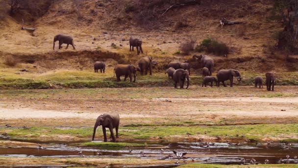 Herd African Bush Elephants Coming Drink Riverside Kruger National Park — Wideo stockowe