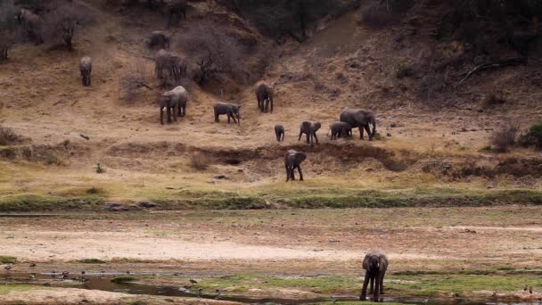 Herd African Bush Elephants Coming Drink Riverside Kruger National Park — Vídeo de Stock