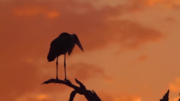 Marabou Cegonha Silhueta Pôr Sol Parque Nacional Kruger África Sul — Vídeo de Stock