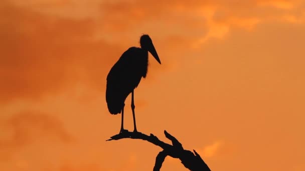 Marabou Stork Silhouette Sunset Kruger National Park South Africa Specie — Stock Video