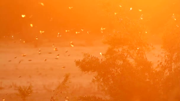 Flock Red Billed Quelea Flying Backlit Sunrise Kruger National Park — Vídeos de Stock