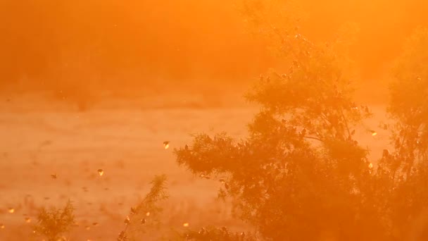 Flock Red Billed Quelea Flying Backlit Sunrise Kruger National Park — Vídeos de Stock