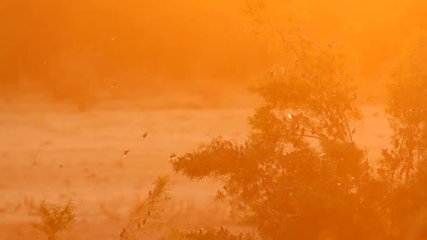 Flock Red Billed Quelea Flying Backlit Sunrise Kruger National Park — Stockvideo