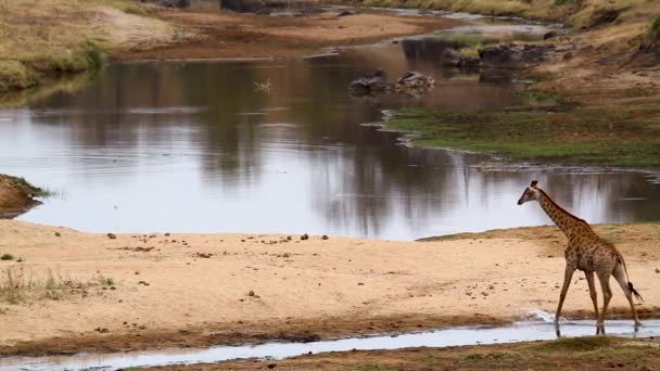 Giraffe Beim Spaziergang Flussufer Kruger Nationalpark Südafrika Giraffa Camelopardalis Familie — Stockvideo
