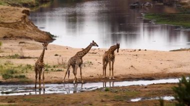 Güney Afrika 'daki Kruger Ulusal Parkı' nda nehir kenarındaki üç zürafa; Giraffidae ailesinden Tür Giraffa camelopardalis