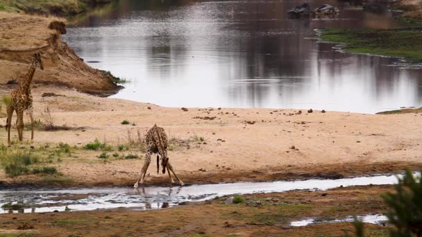 Three Giraffes Riverside Scenery Kruger National Park South Africa Specie — Stockvideo