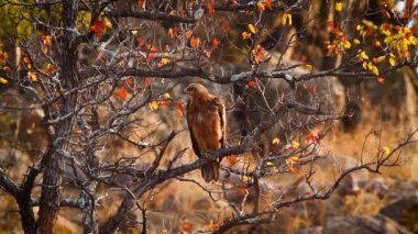Tawny Eagle gooming on a branch in Kruger National park, South Africa ; Specie Aquila rapax family of Accipitridae