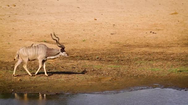 Majestic Greater Kudu Walking Waterhole Kruger National Park South Africa — Video Stock