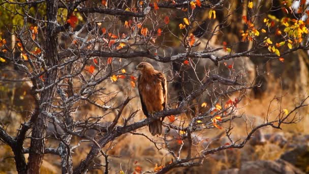 Tawny Eagle Gooming Branch Kruger National Park South Africa Specie — Wideo stockowe