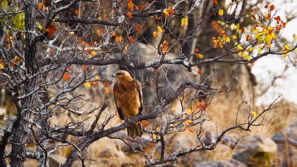 Tawny Eagle Gooming Een Tak Kruger National Park Zuid Afrika — Stockvideo