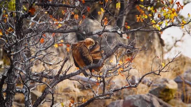 Tawny Eagle Gooming Branch Kruger National Park South Africa Specie — 图库视频影像