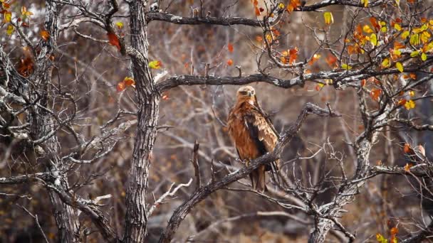 Tawny Eagle Gooming Een Tak Kruger National Park Zuid Afrika — Stockvideo