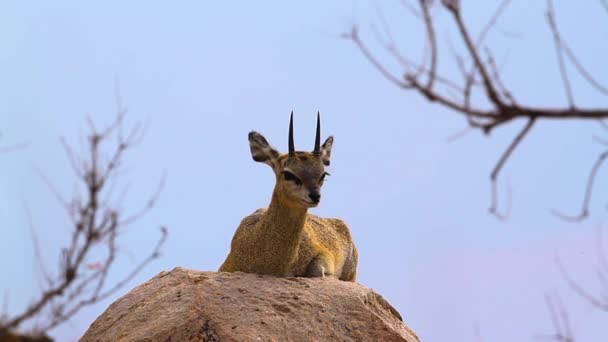 Klipspringer Lying Rocks Annoyed Flies Kruger National Park South Africa — Video Stock