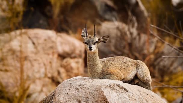 Klipspringer Leżący Skałach Zirytowany Muchami Parku Narodowym Kruger Rpa Gatunek — Wideo stockowe