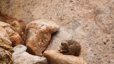 Güney Afrika 'daki Kruger Ulusal Parkı' nda kayaları tırmalayan kaya hyrax; Procaviidae familyasından Specie Procavia capensis