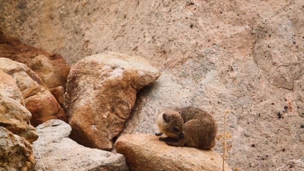 Rock Hyrax Scratching Rocks Kruger National Park South Africa Specie — Stock video