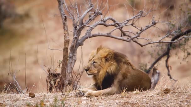 African Lion Yawning Grooming Kruger National Park South Africa Specie — ストック動画