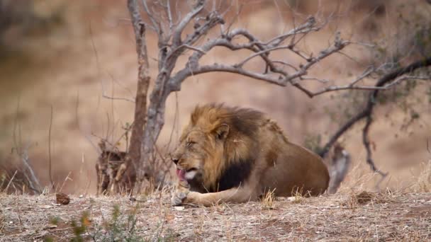 African Lion Yawning Grooming Kruger National Park South Africa Specie — Αρχείο Βίντεο