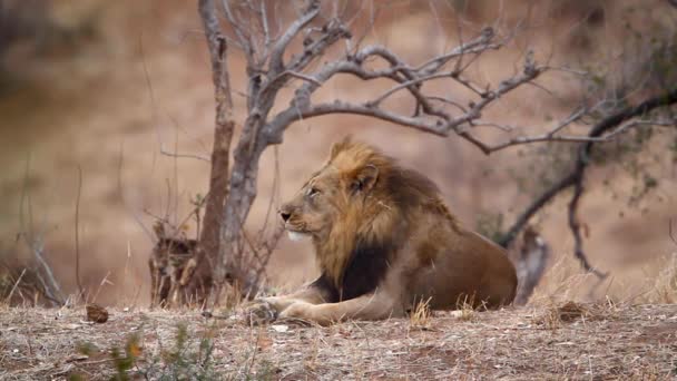 African Lion Yawning Grooming Kruger National Park South Africa Specie — 图库视频影像