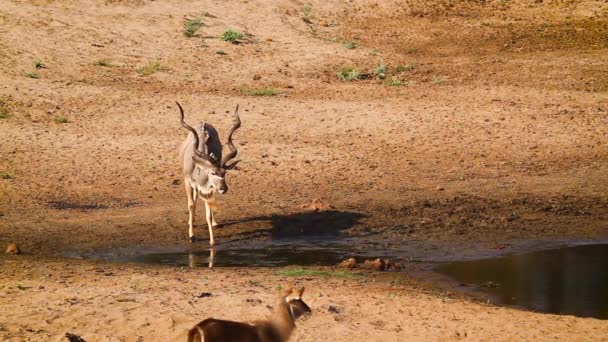 Majestic Greater Kudu Waterbuck Drinking Waterhole Kruger National Park South — ストック動画