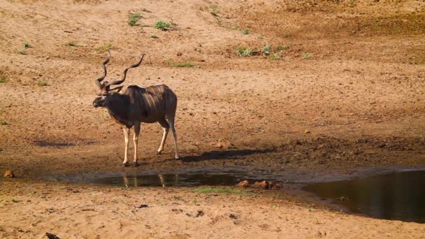 Majestic Greater Kudu Walking Waterhole Kruger National Park South Africa — ストック動画