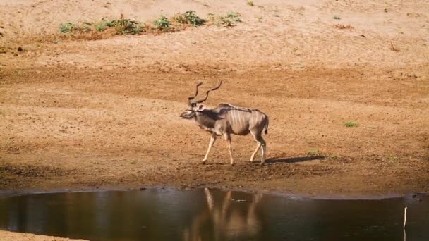 Majestic Greater Kudu Walking Waterhole Kruger National Park South Africa — Video Stock