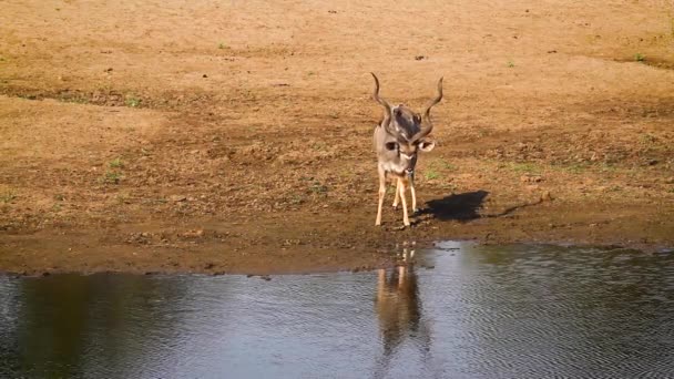 Majestic Greater Kudu Scare Drink Waterhole Kruger National Park South — Video Stock