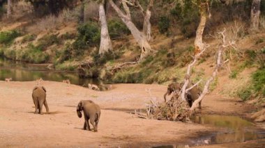 Afrika çalı filleri ve Güney Afrika 'daki Kruger Ulusal Parkı' ndaki güzel nehir manzaralı impalalar; Fil giller familyasından Specie Loxodonta africana