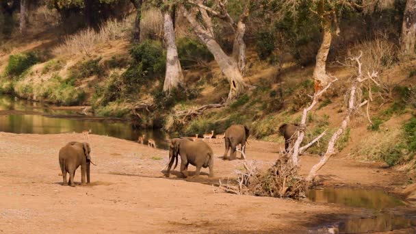 African Bush Elephants Impalas Nice Riverside Scenery Kruger National Park — Vídeo de Stock