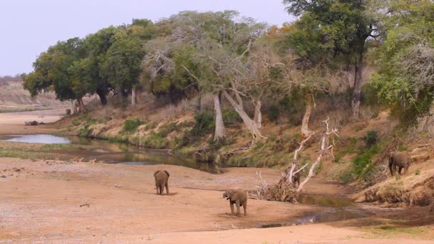 African Bush Elephants Impalas Nice Riverside Scenery Kruger National Park — Vídeo de stock