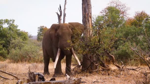 African Bush Elephant Long Tusk Eating Bush Kruger National Park — Stockvideo