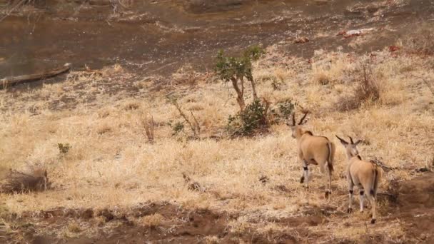 Three Common Eland Male Walking Rear View Dry Land Kruger — 图库视频影像