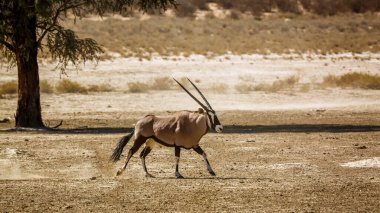 Güney Afrika antilobu, Güney Afrika 'daki Kgalagadi sınır ötesi parkında, Bovidae familyasından Specie Oryx gazella familyasından.
