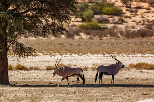 Two South African Oryx Standing Tree Shadow Running Kgalagadi Transfrontier — Stock fotografie