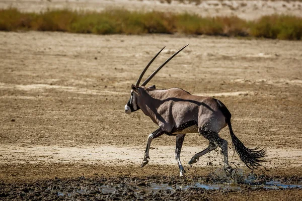 South African Oryx Jump Out Waterhole Kgalagadi Transfrontier Park South — Foto Stock