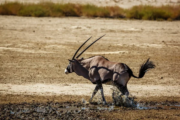 South African Oryx jump out of waterhole in Kgalagadi transfrontier park, South Africa; specie Oryx gazella family of Bovidae