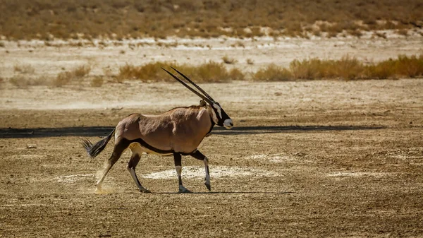 Zuid Afrikaanse Oryx Loopt Het Droge Kgalagadi Grensoverschrijdend Park Zuid — Stockfoto