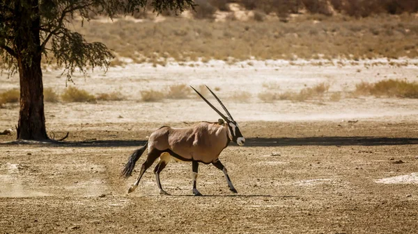 Oryx Sul Africano Correndo Terra Seca Parque Transfronteiriço Kgalagadi África — Fotografia de Stock