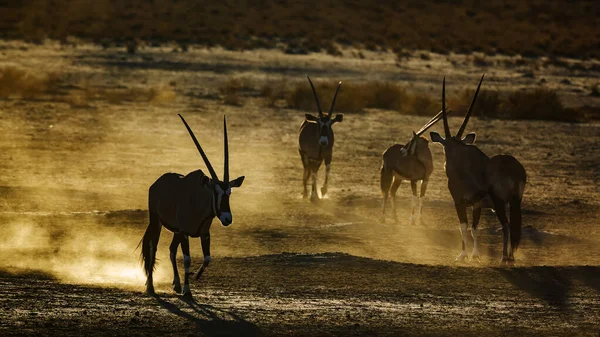 Группа Южноафриканских Ориксов Бегущих Песчаной Пыли Рассвете Трансграничном Парке Kgalagadi — стоковое фото