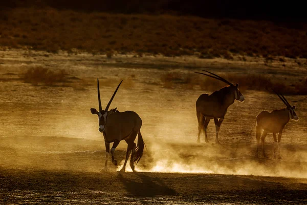 Three South African Oryx Running Sand Dust Dawn Kgalagadi Transfrontier — Stock Fotó