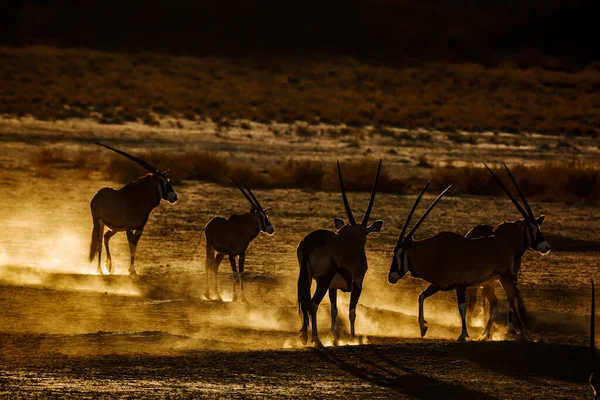Ομάδα Της Νότιας Αφρικής Oryx Τρέχει Σκόνη Άμμου Την Αυγή — Φωτογραφία Αρχείου