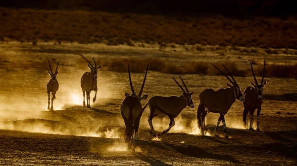 Group South African Oryx Running Sand Dust Dawn Kgalagadi Transfrontier — Fotografia de Stock