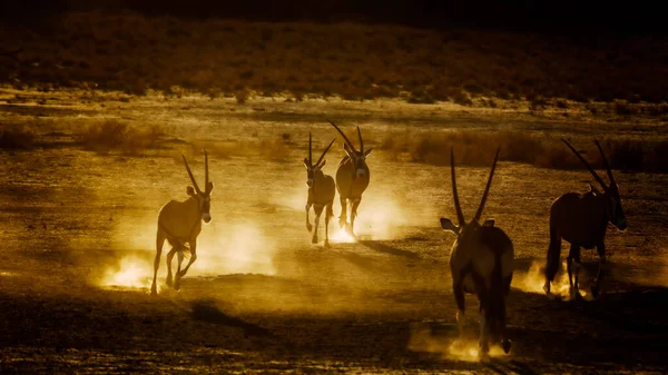 Group South African Oryx Running Sand Dust Dawn Kgalagadi Transfrontier — Zdjęcie stockowe