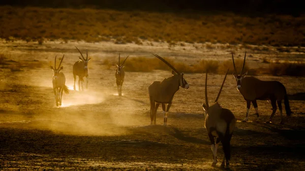 Group South African Oryx Running Sand Dust Dawn Kgalagadi Transfrontier — 图库照片